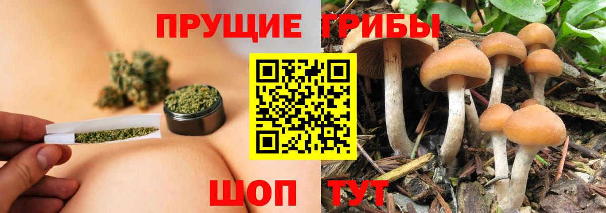 Псилоцибиновые грибы GOLDEN TEACHER Каменск-Шахтинский